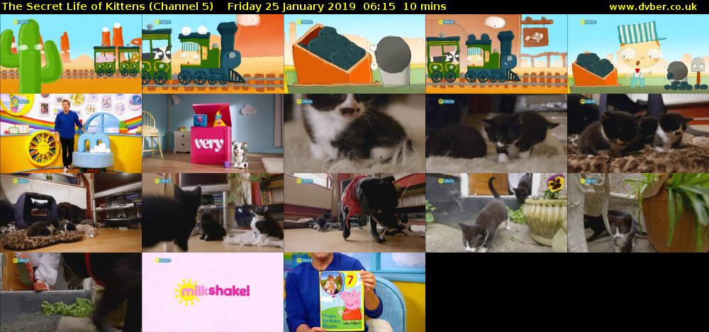 The Secret Life of Kittens (Channel 5) Friday 25 January 2019 06:15 - 06:25
