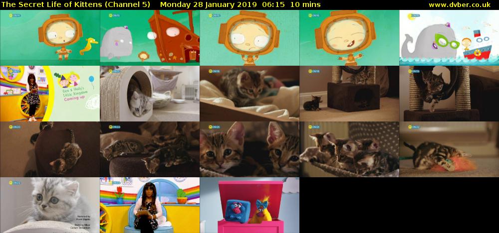 The Secret Life of Kittens (Channel 5) Monday 28 January 2019 06:15 - 06:25