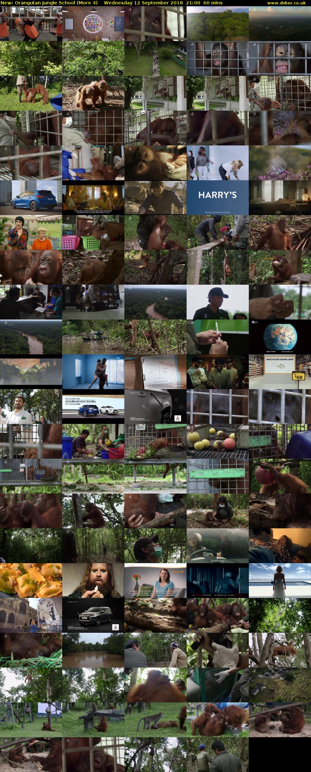 Orangutan Jungle School (More 4) Wednesday 12 September 2018 21:00 - 22:00