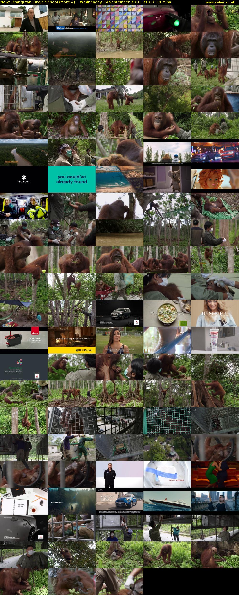 Orangutan Jungle School (More 4) Wednesday 19 September 2018 21:00 - 22:00
