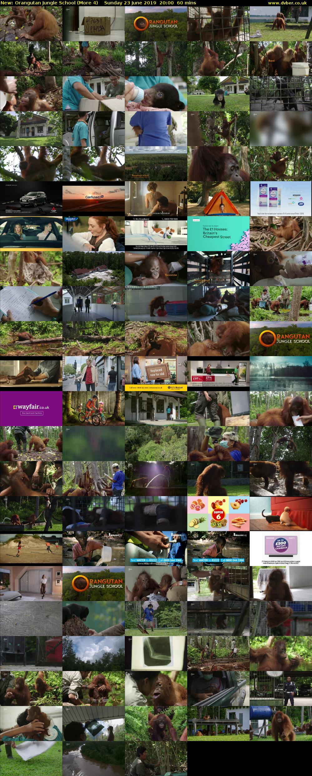 Orangutan Jungle School (More 4) Sunday 23 June 2019 20:00 - 21:00