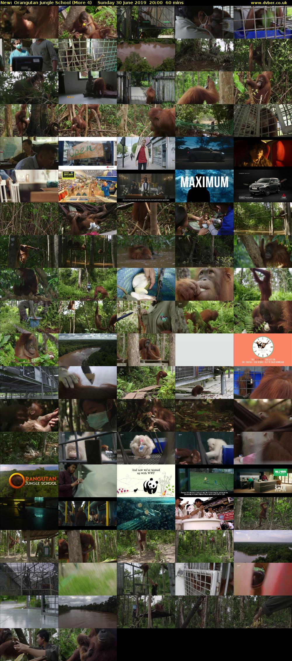 Orangutan Jungle School (More 4) Sunday 30 June 2019 20:00 - 21:00
