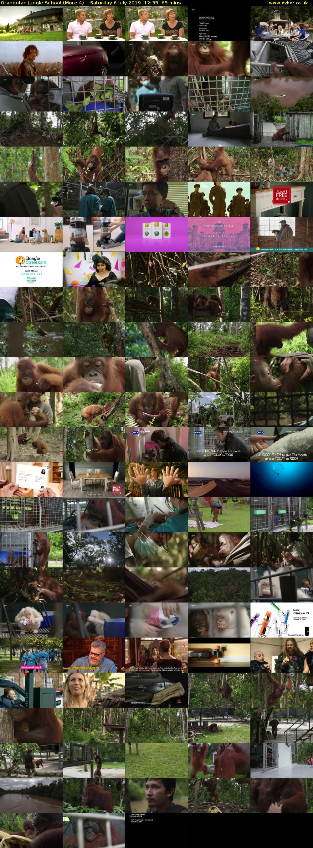 Orangutan Jungle School (More 4) Saturday 6 July 2019 12:35 - 13:40