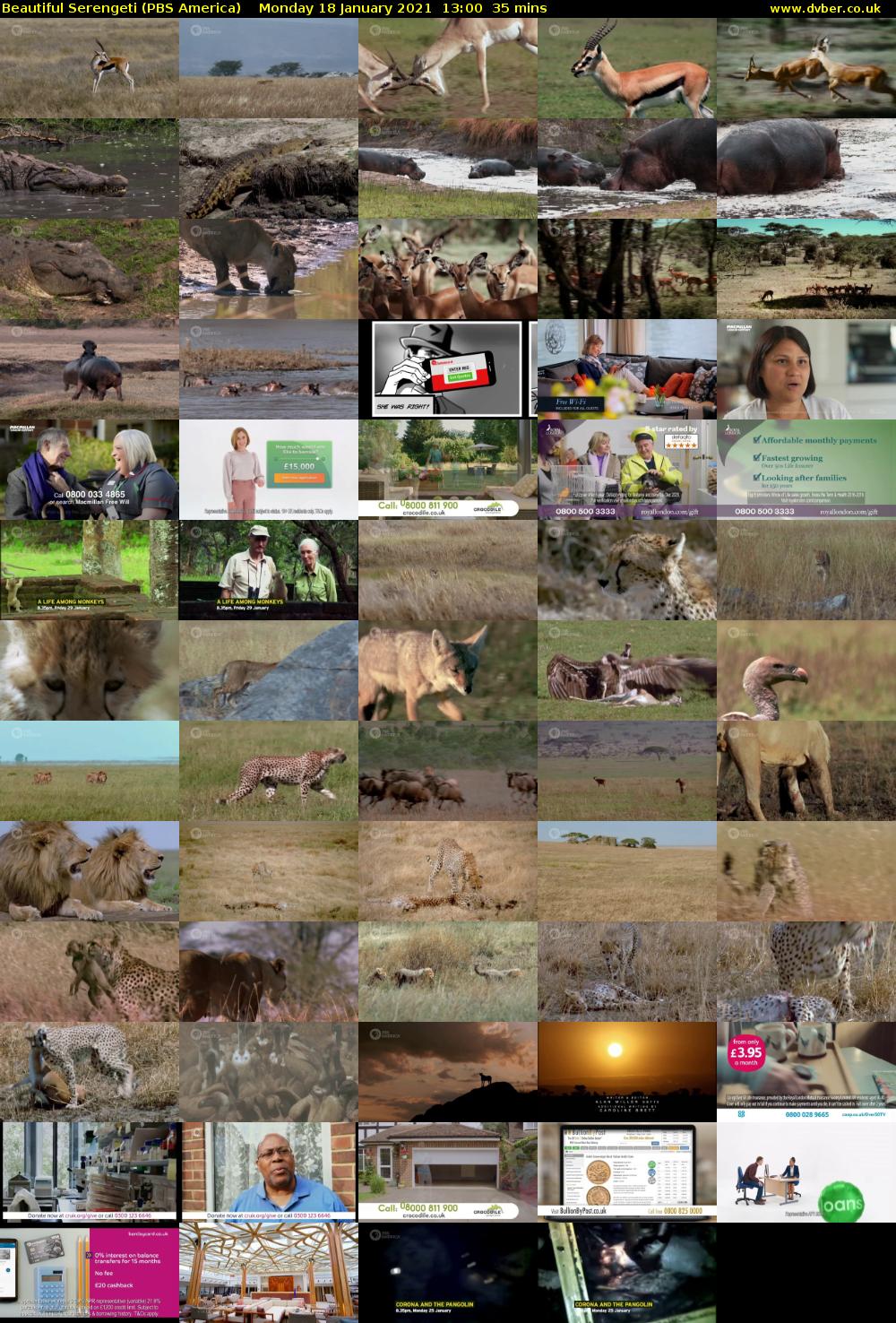 Beautiful Serengeti (PBS America) Monday 18 January 2021 13:00 - 13:35