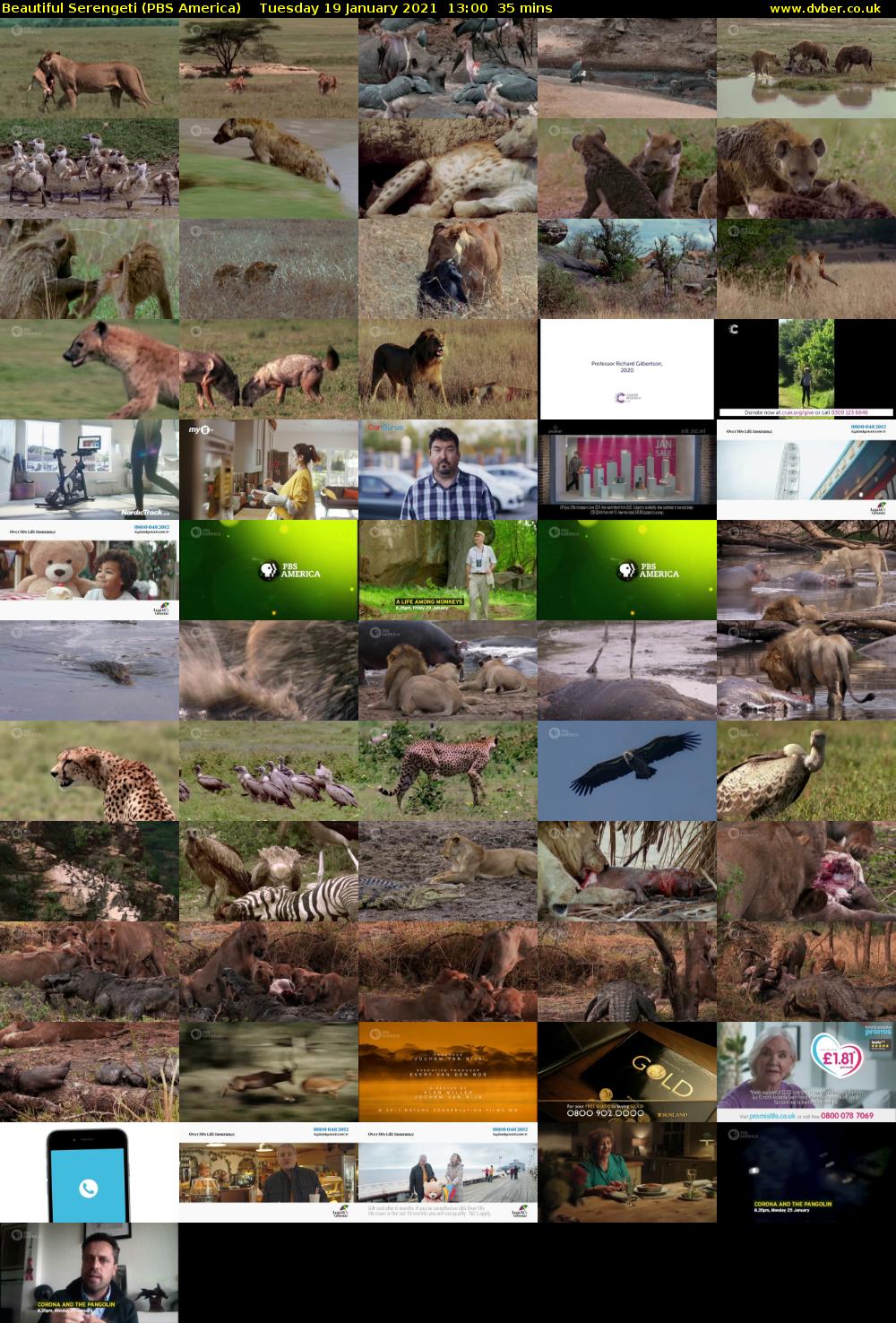 Beautiful Serengeti (PBS America) Tuesday 19 January 2021 13:00 - 13:35