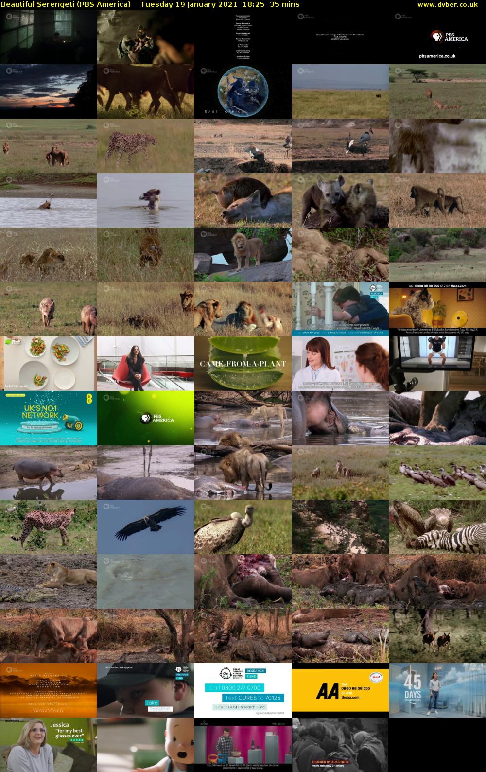 Beautiful Serengeti (PBS America) Tuesday 19 January 2021 18:25 - 19:00