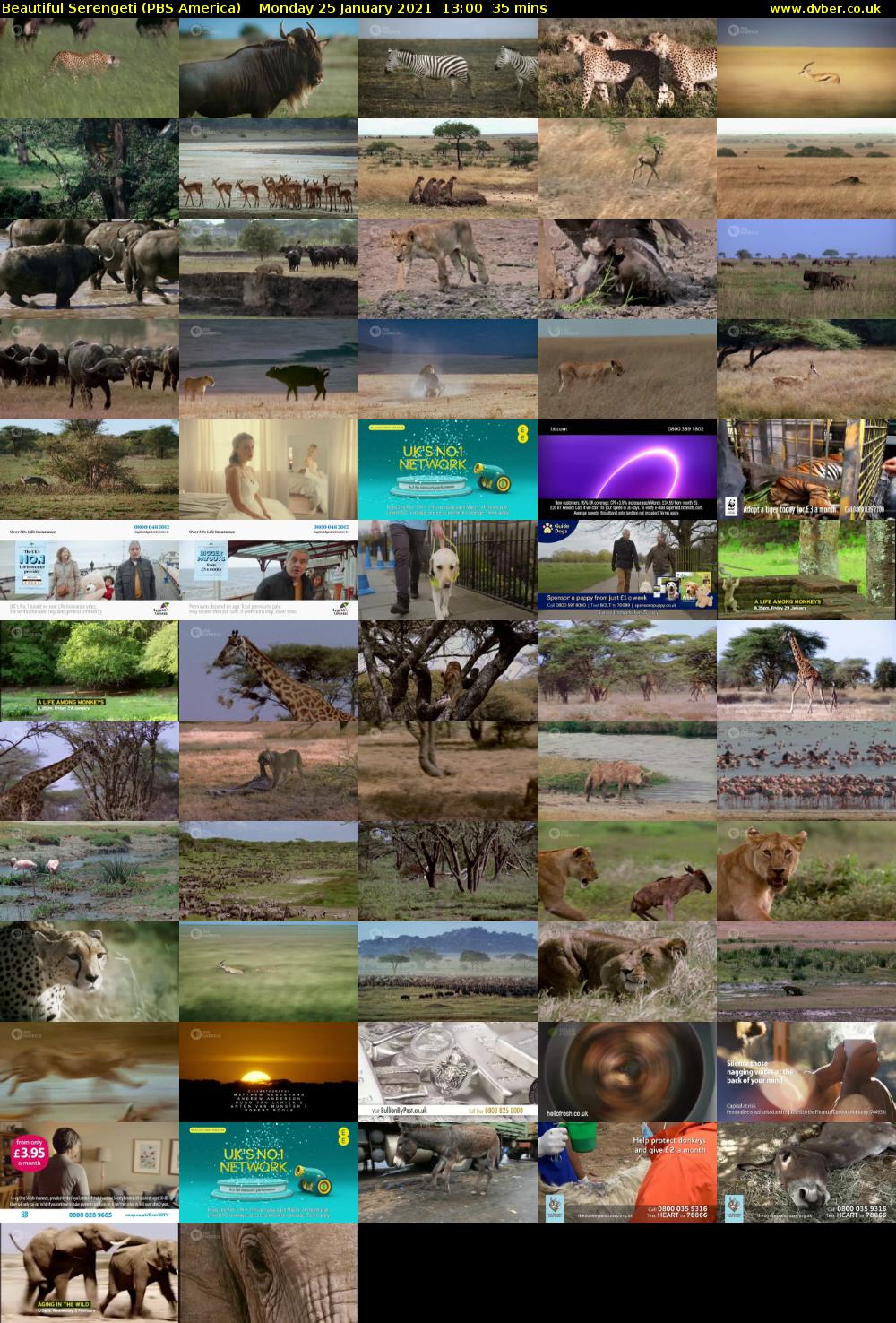 Beautiful Serengeti (PBS America) Monday 25 January 2021 13:00 - 13:35
