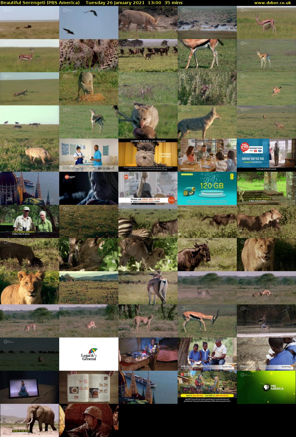 Beautiful Serengeti (PBS America) Tuesday 26 January 2021 13:00 - 13:35