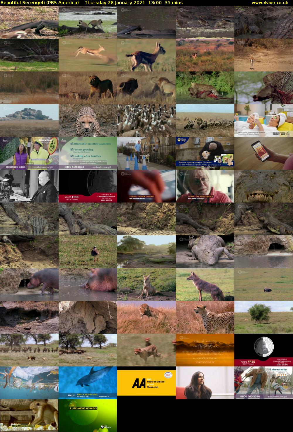 Beautiful Serengeti (PBS America) Thursday 28 January 2021 13:00 - 13:35