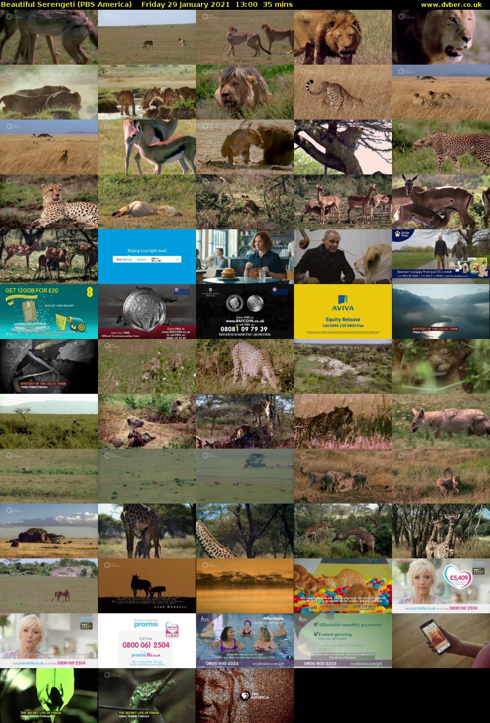 Beautiful Serengeti (PBS America) Friday 29 January 2021 13:00 - 13:35