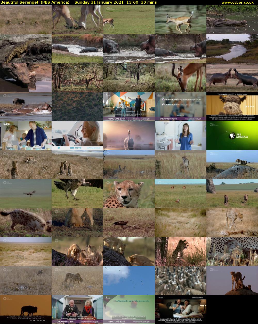 Beautiful Serengeti (PBS America) Sunday 31 January 2021 13:00 - 13:30