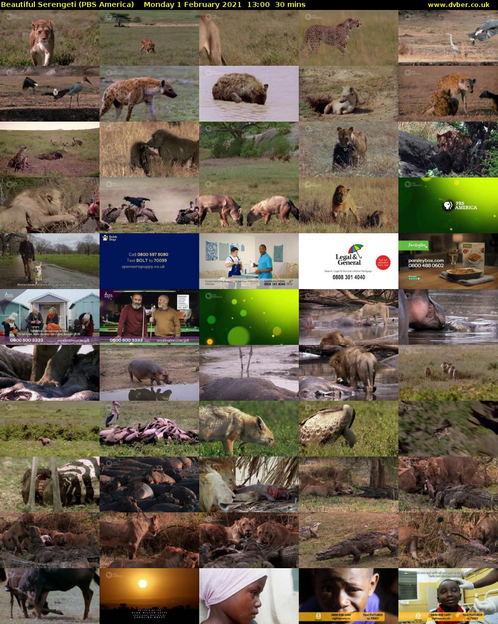 Beautiful Serengeti (PBS America) Monday 1 February 2021 13:00 - 13:30