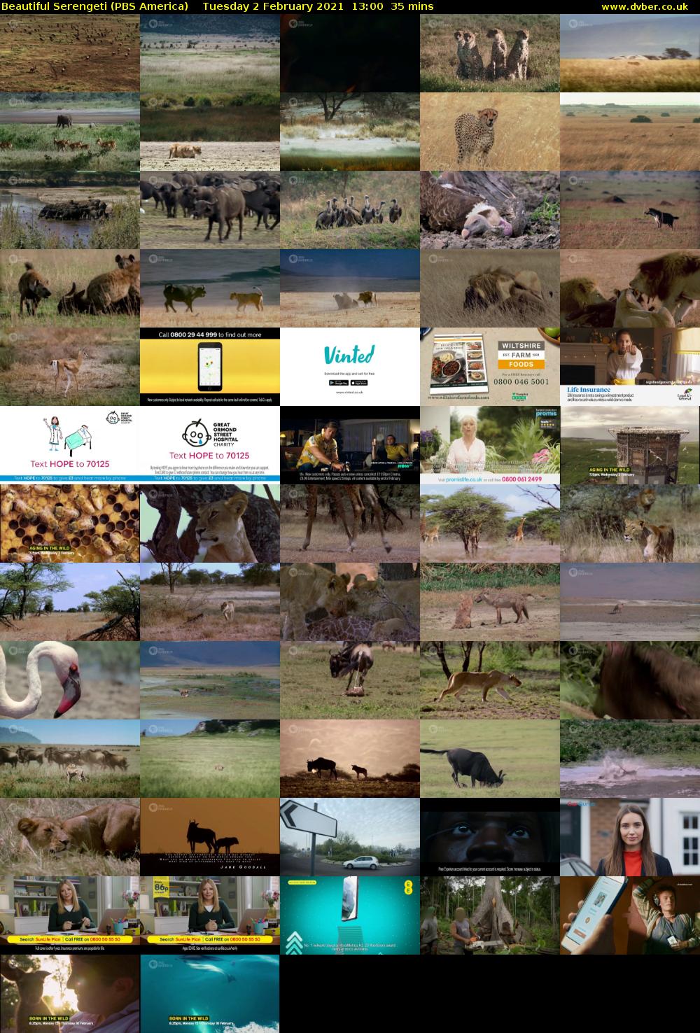 Beautiful Serengeti (PBS America) Tuesday 2 February 2021 13:00 - 13:35