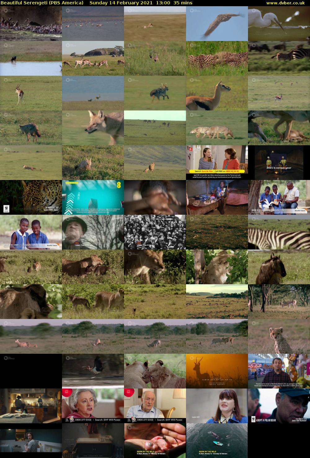 Beautiful Serengeti (PBS America) Sunday 14 February 2021 13:00 - 13:35