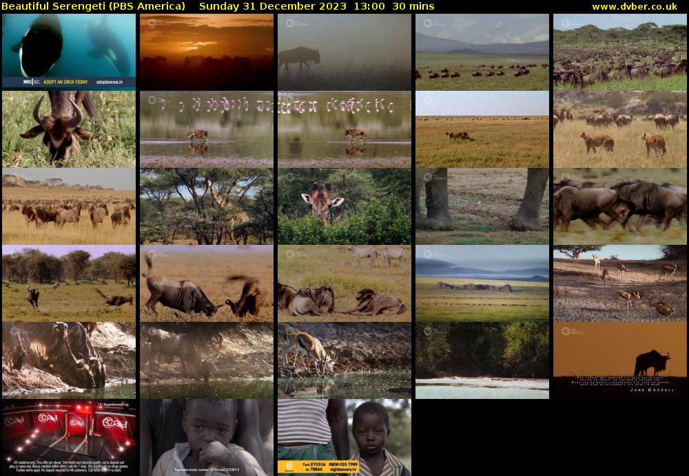 Beautiful Serengeti (PBS America) Sunday 31 December 2023 13:00 - 13:30