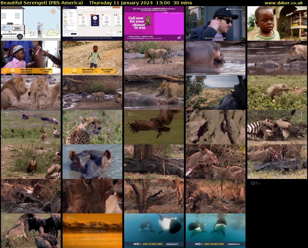 Beautiful Serengeti (PBS America) Thursday 11 January 2024 13:00 - 13:30