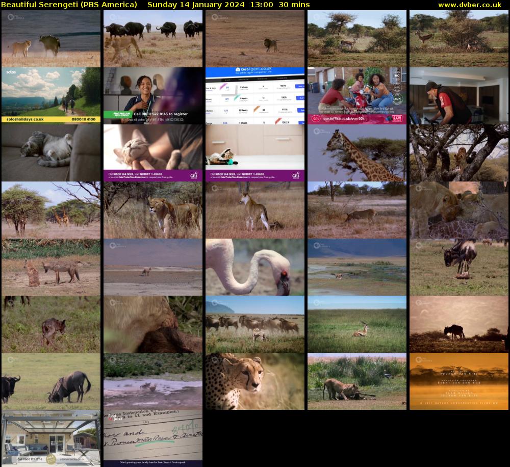 Beautiful Serengeti (PBS America) Sunday 14 January 2024 13:00 - 13:30