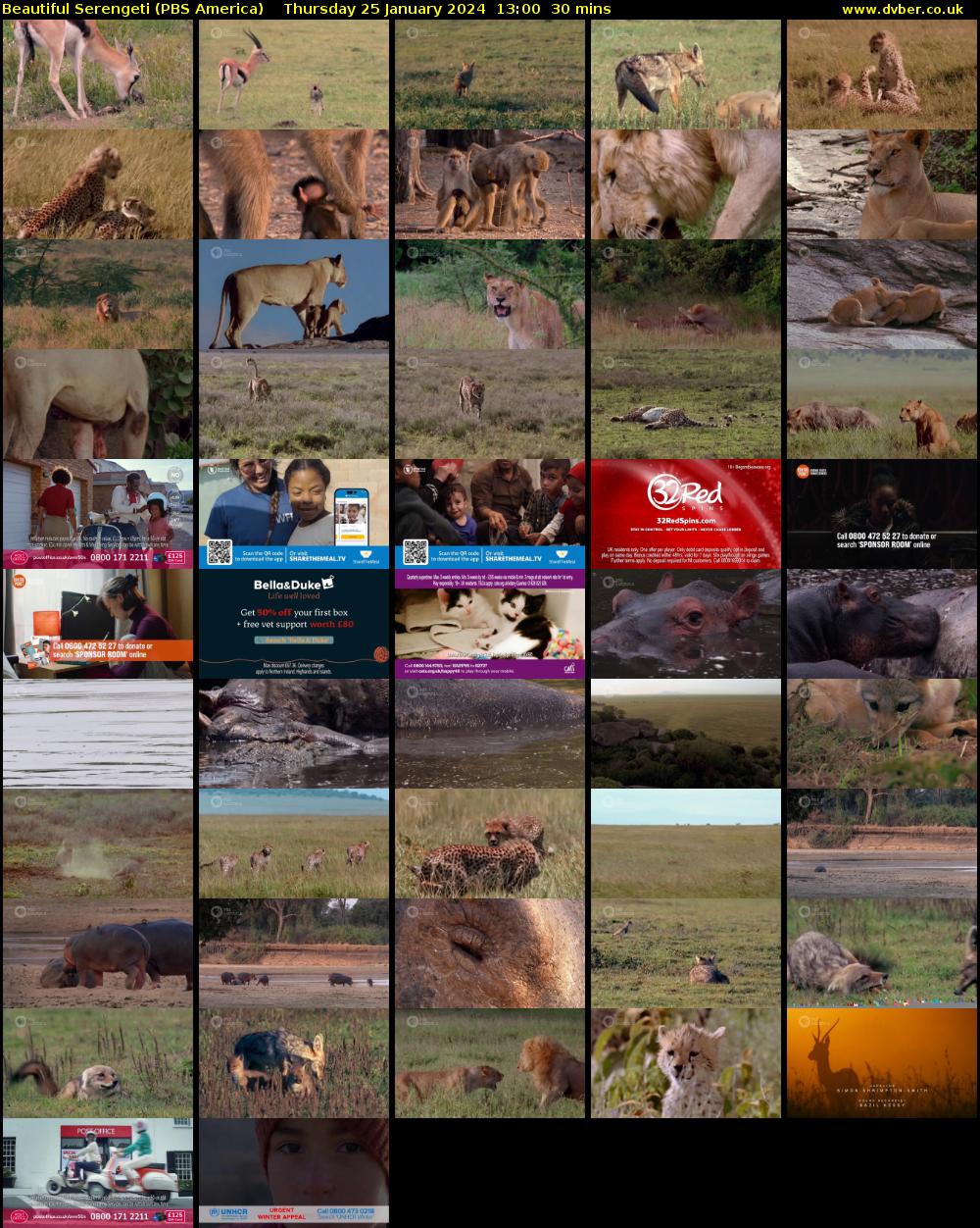 Beautiful Serengeti (PBS America) Thursday 25 January 2024 13:00 - 13:30
