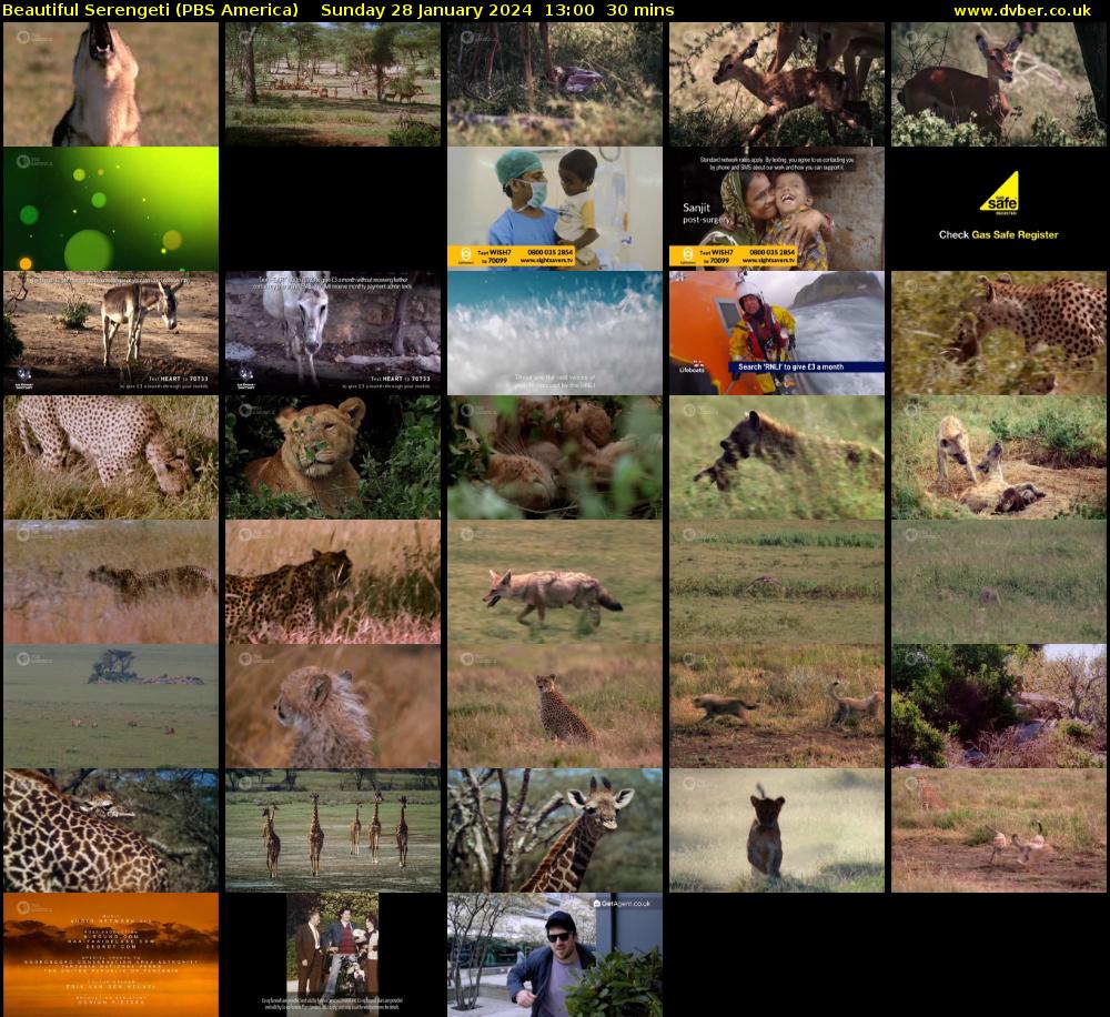 Beautiful Serengeti (PBS America) Sunday 28 January 2024 13:00 - 13:30