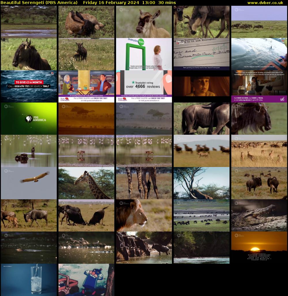 Beautiful Serengeti (PBS America) Friday 16 February 2024 13:00 - 13:30