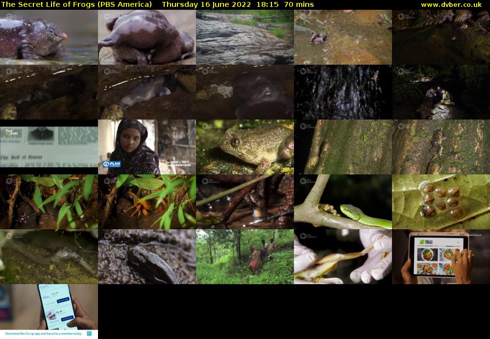 The Secret Life of Frogs (PBS America) Thursday 16 June 2022 18:15 - 19:25