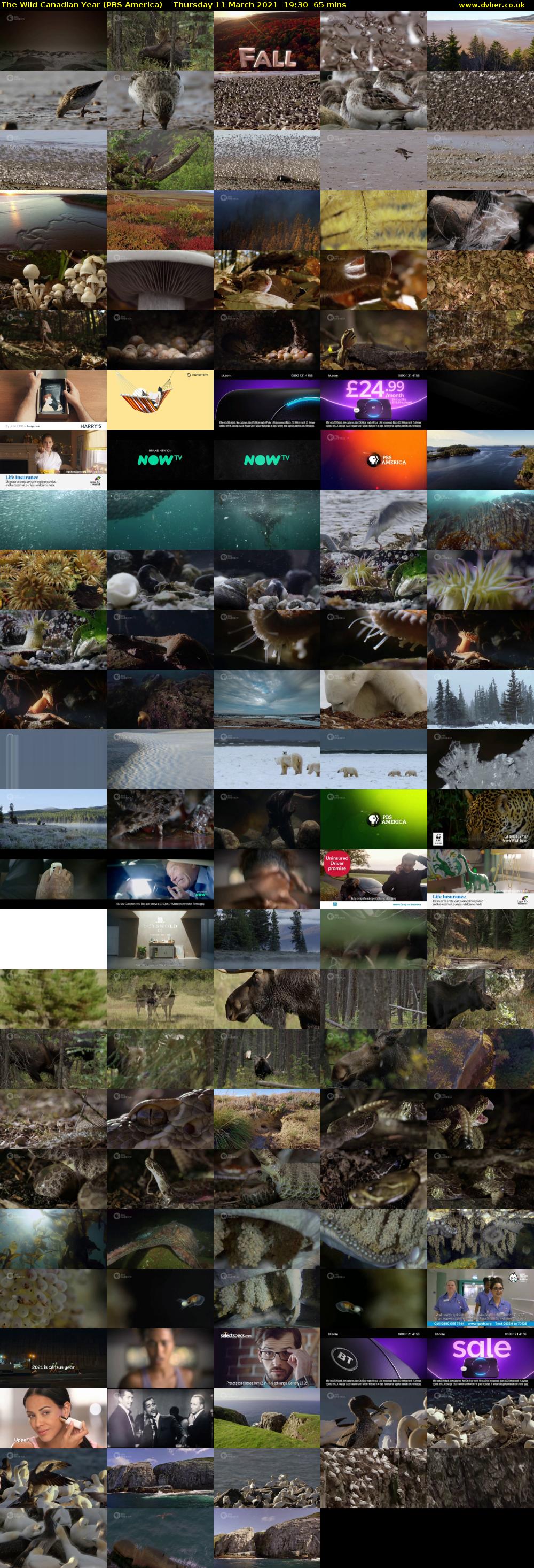 The Wild Canadian Year (PBS America) Thursday 11 March 2021 19:30 - 20:35