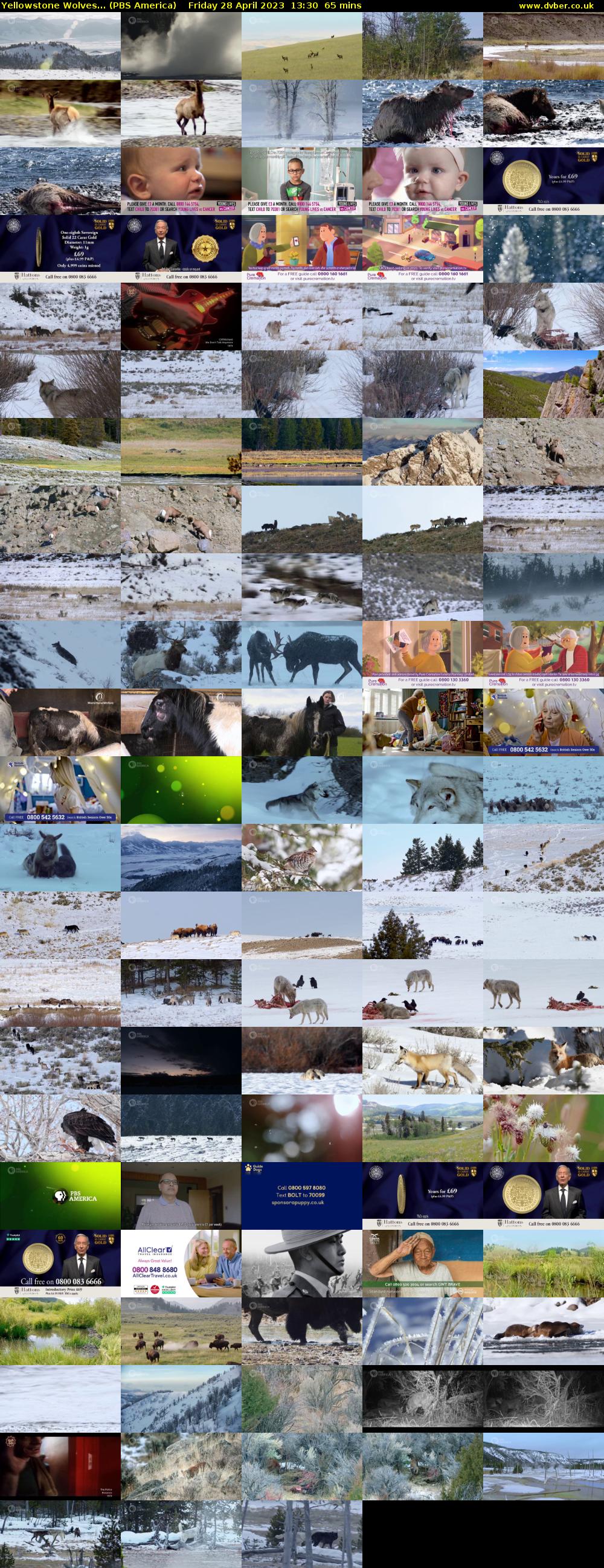 Yellowstone Wolves... (PBS America) Friday 28 April 2023 13:30 - 14:35