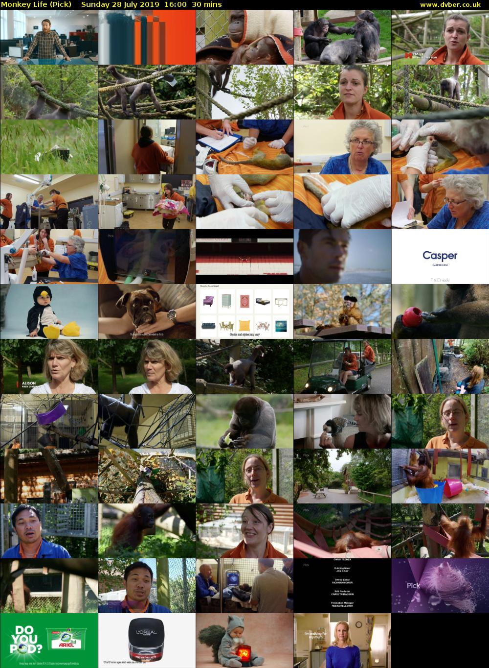 Monkey Life (Pick) - 2019-07-28-1600 - Monkey Life Series 13 On Pick Tv