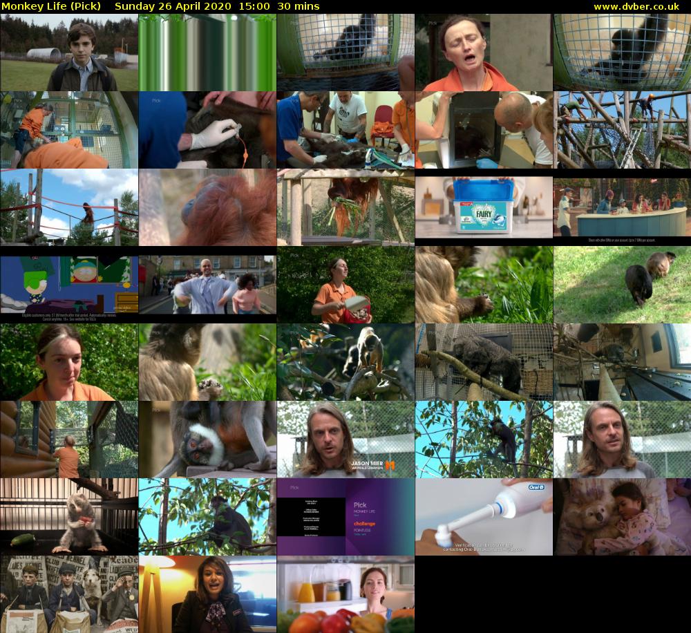 Monkey Life (Pick) - 2020-04-26-1500 - Monkey Life Series 13 On Pick Tv