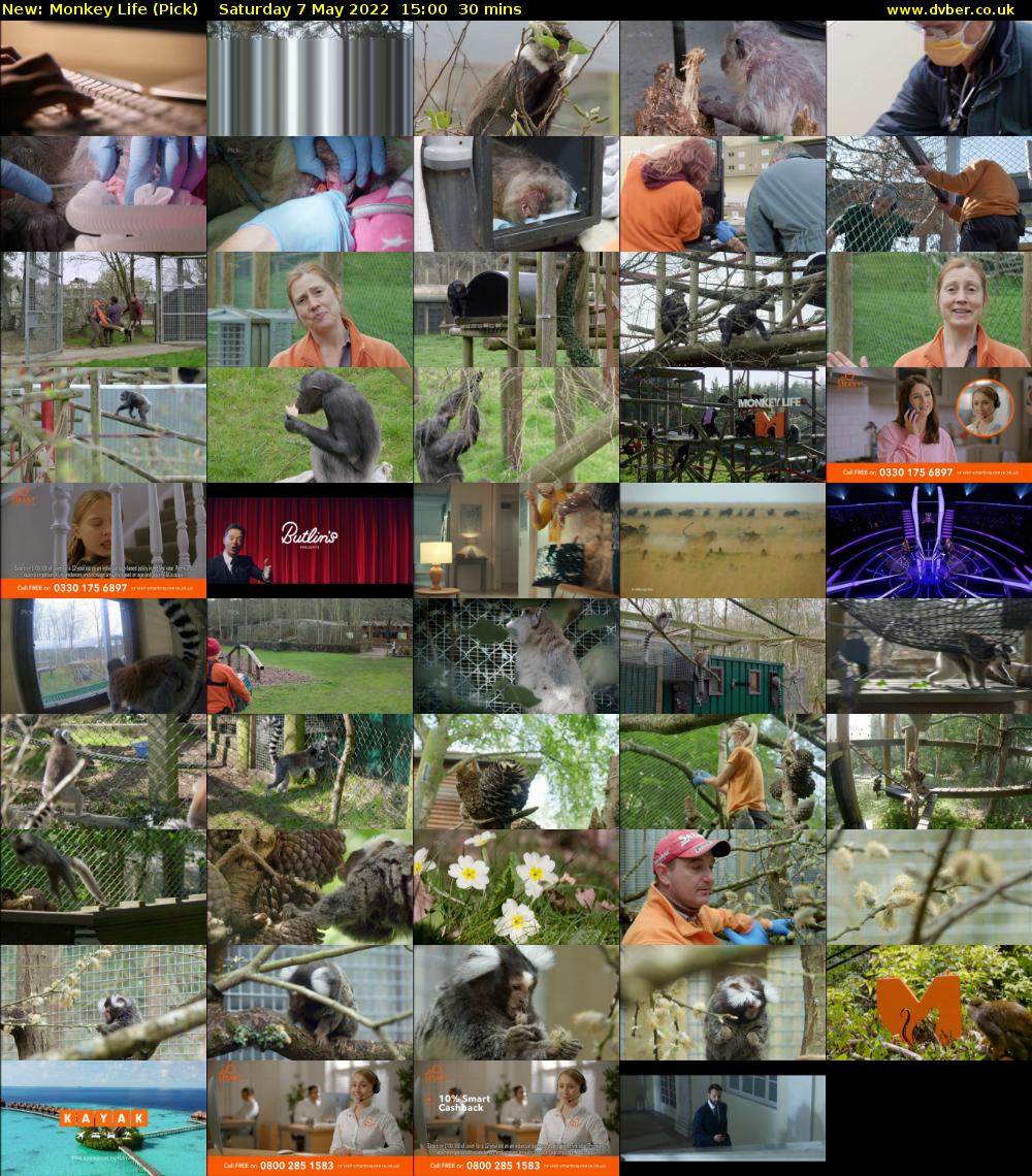Monkey Life (Pick) Saturday 7 May 2022 15:00 - 15:30