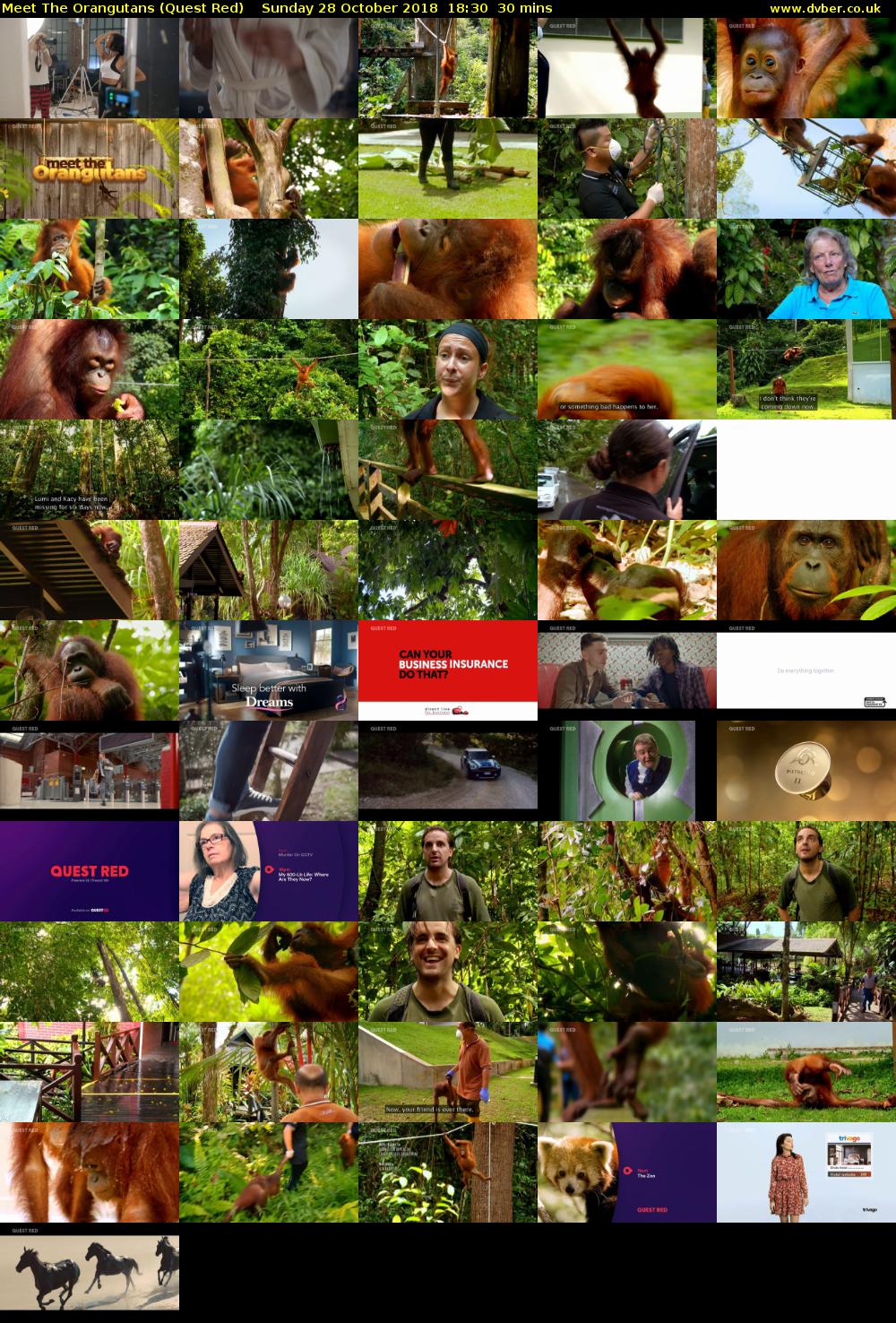 Meet The Orangutans (Quest Red) Sunday 28 October 2018 18:30 - 19:00