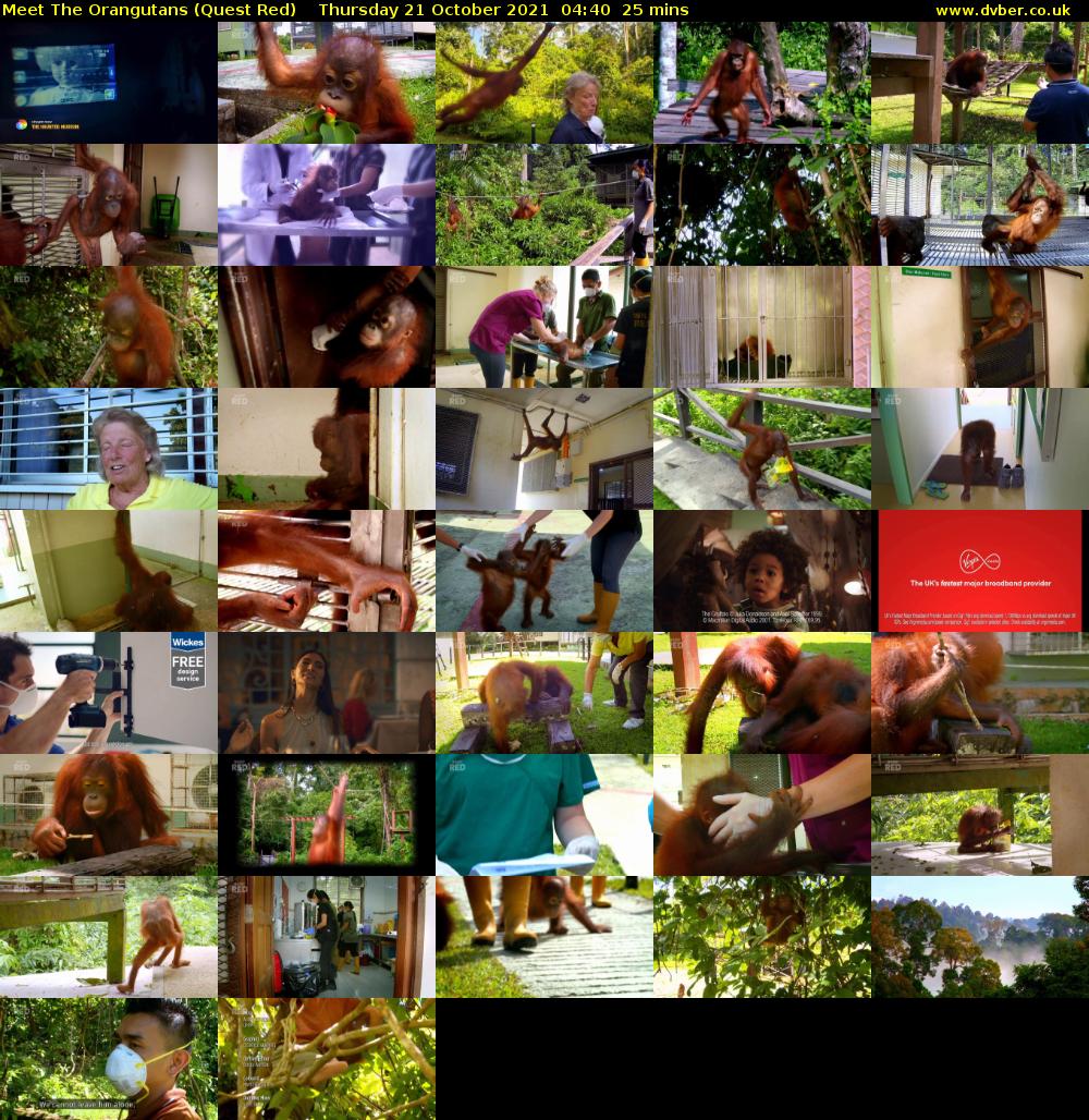Meet The Orangutans (Quest Red) Thursday 21 October 2021 04:40 - 05:05