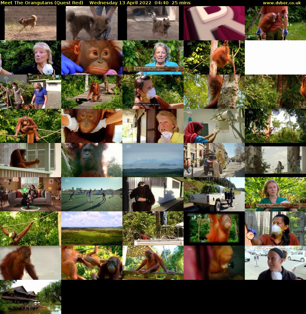 Meet The Orangutans (Quest Red) Wednesday 13 April 2022 04:40 - 05:05