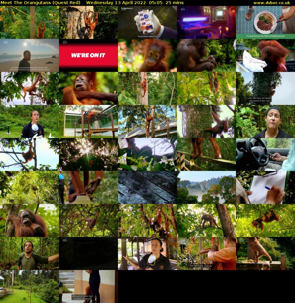 Meet The Orangutans (Quest Red) Wednesday 13 April 2022 05:05 - 05:30