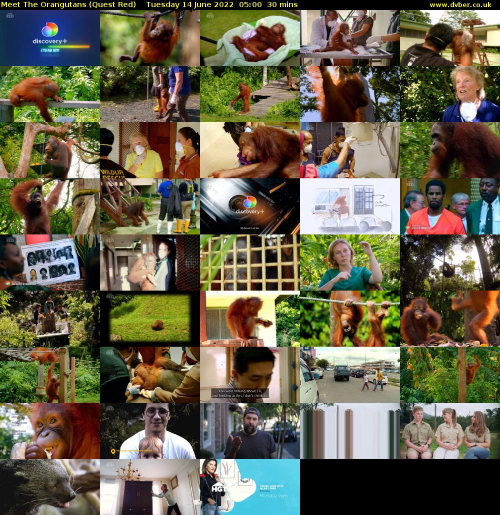 Meet The Orangutans (Quest Red) Tuesday 14 June 2022 05:00 - 05:30