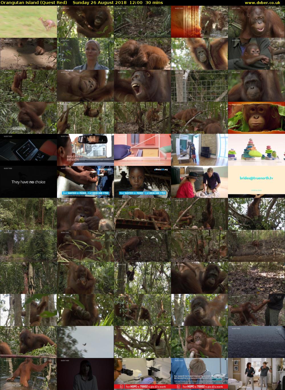Orangutan Island (Quest Red) Sunday 26 August 2018 12:00 - 12:30
