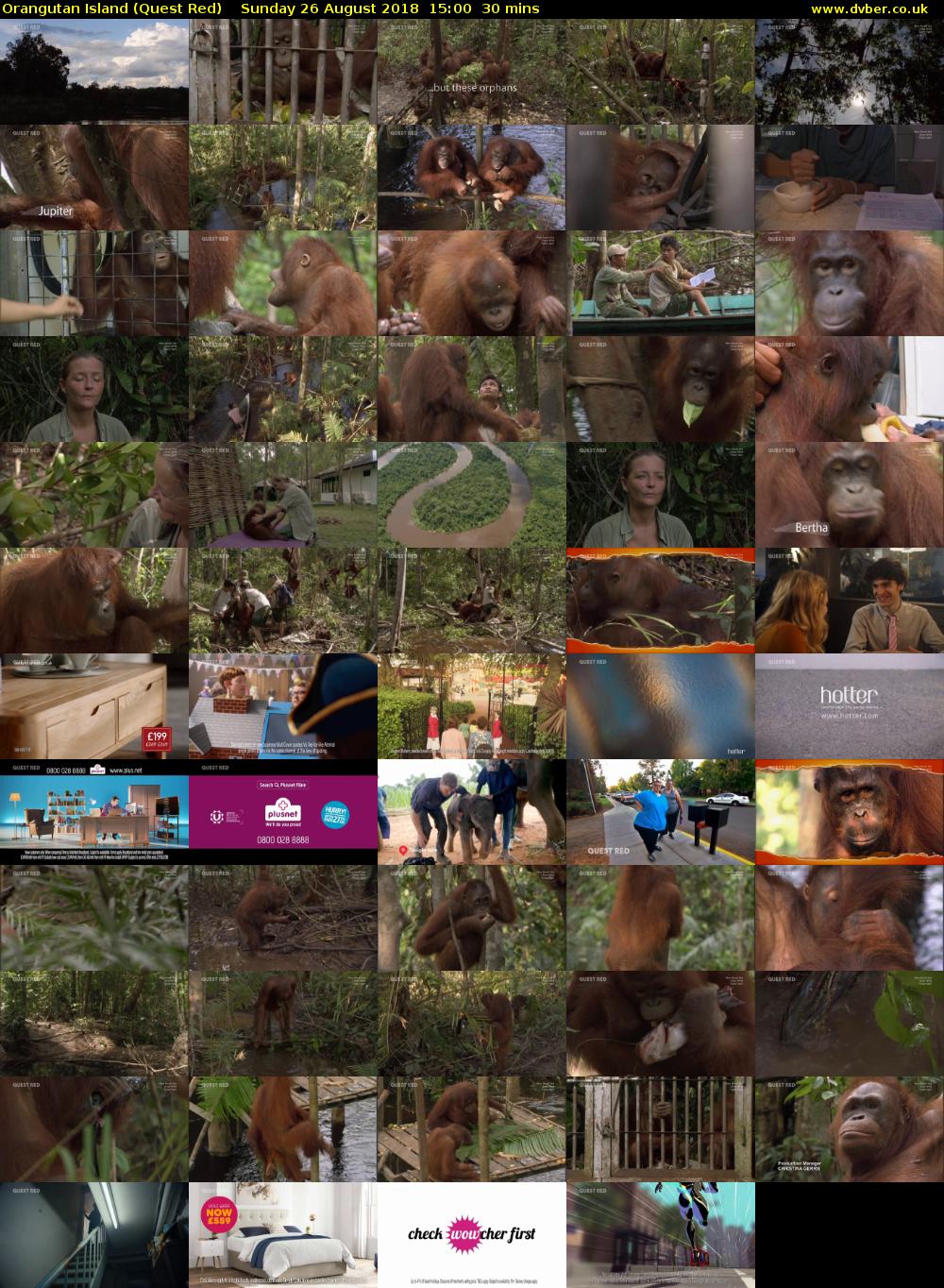 Orangutan Island (Quest Red) Sunday 26 August 2018 15:00 - 15:30