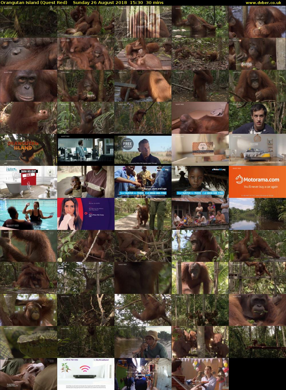 Orangutan Island (Quest Red) Sunday 26 August 2018 15:30 - 16:00