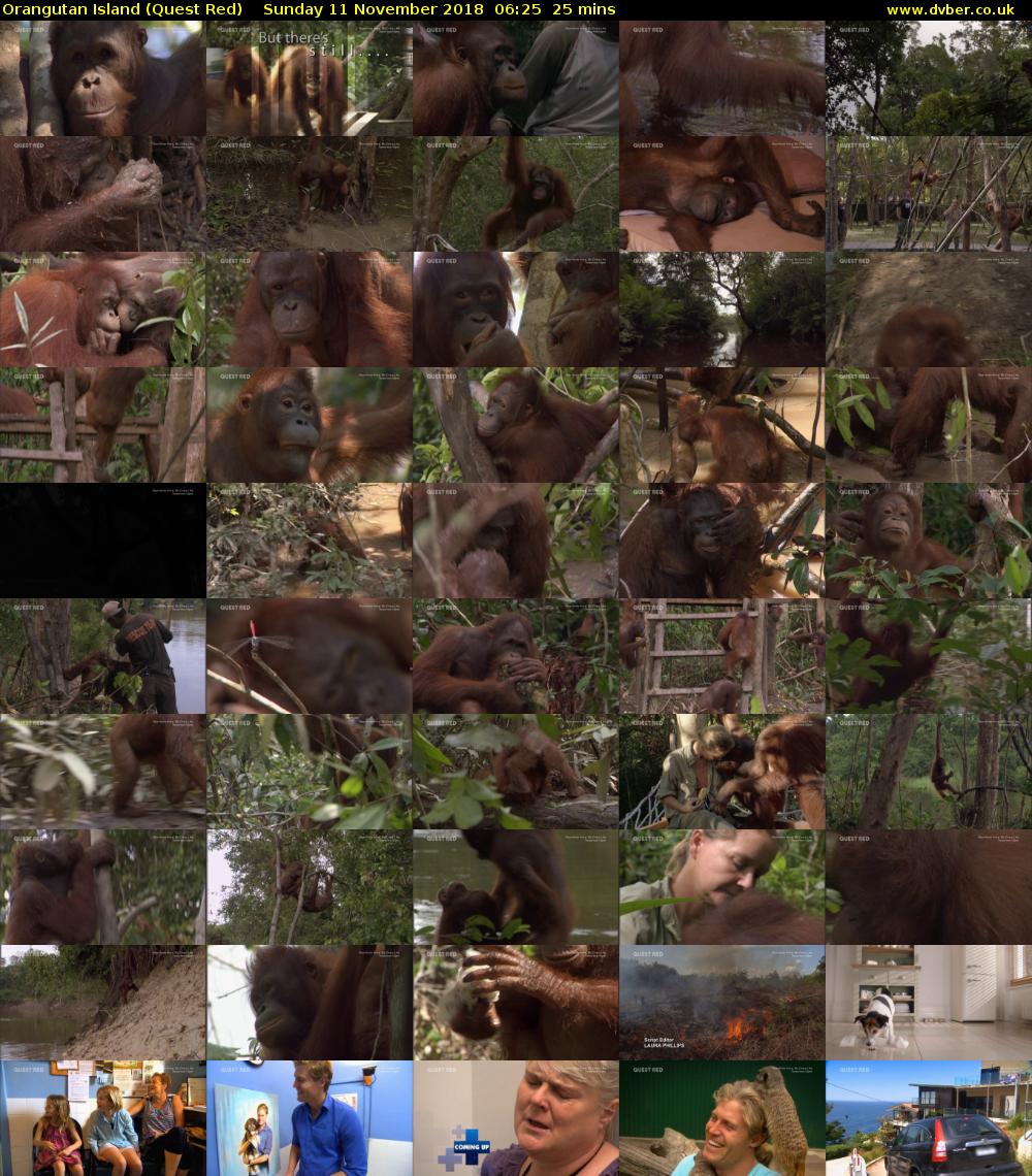 Orangutan Island (Quest Red) Sunday 11 November 2018 06:25 - 06:50