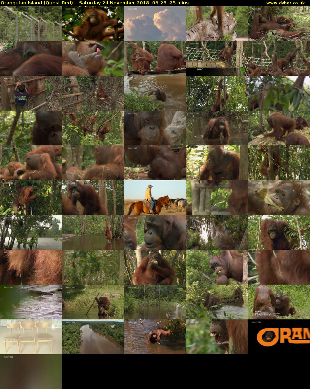 Orangutan Island (Quest Red) Saturday 24 November 2018 06:25 - 06:50