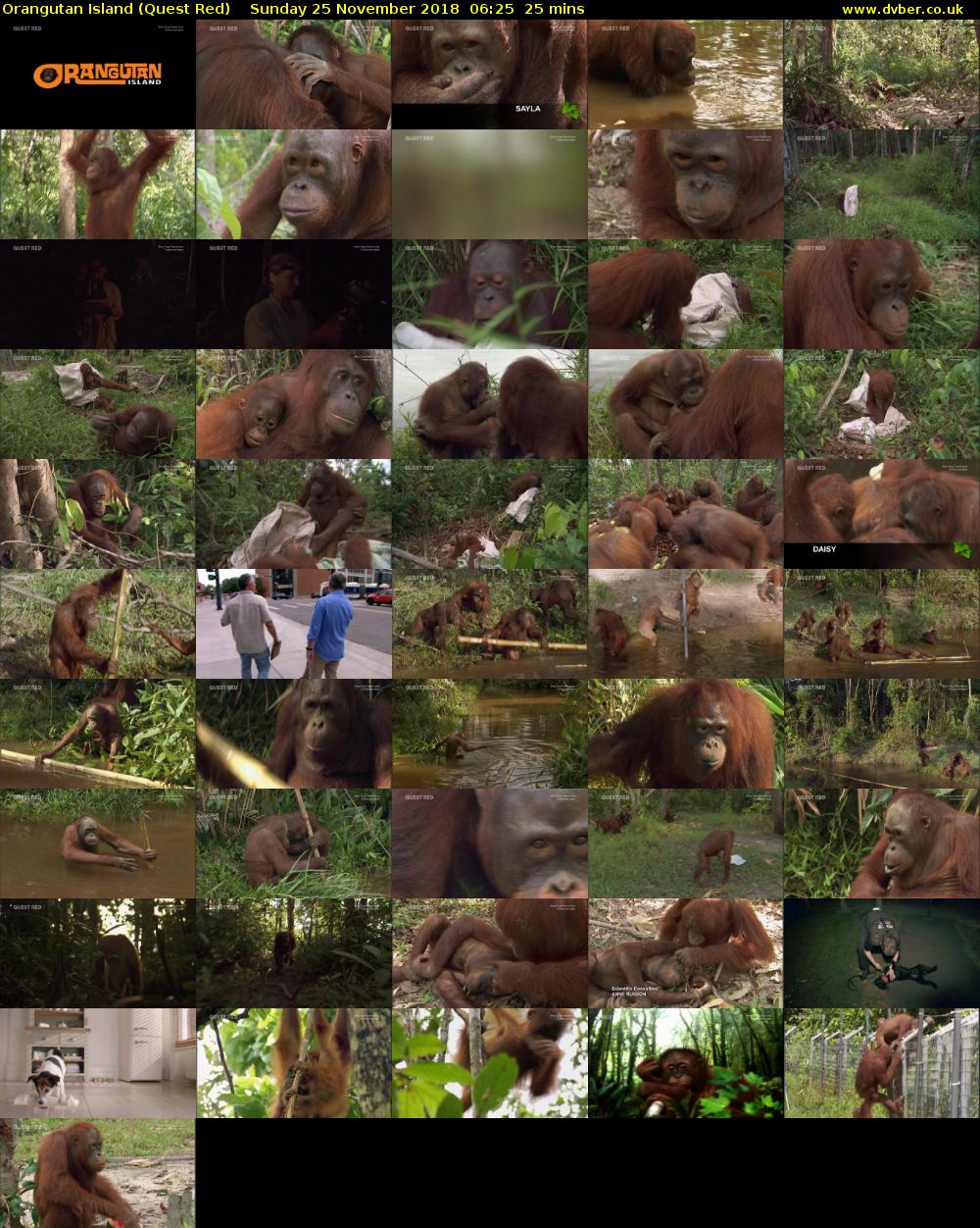 Orangutan Island (Quest Red) Sunday 25 November 2018 06:25 - 06:50
