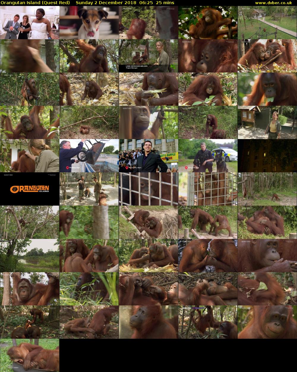 Orangutan Island (Quest Red) Sunday 2 December 2018 06:25 - 06:50