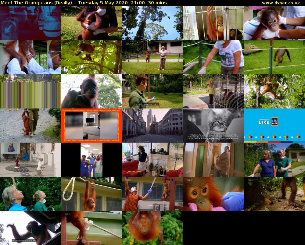 Meet The Orangutans (Really) Tuesday 5 May 2020 21:00 - 21:30