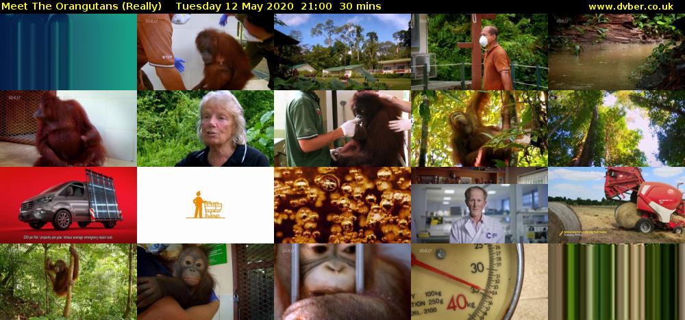 Meet The Orangutans (Really) Tuesday 12 May 2020 21:00 - 21:30