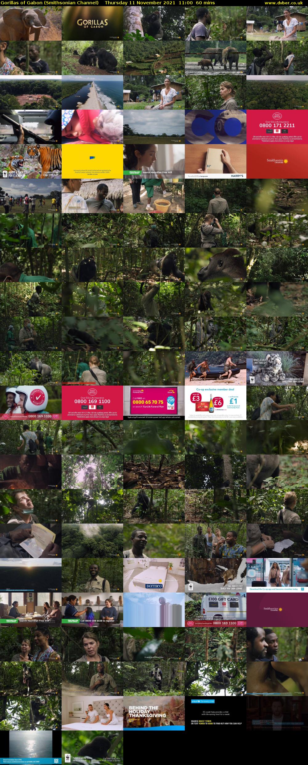 Gorillas of Gabon (Smithsonian Channel) Thursday 11 November 2021 11:00 - 12:00