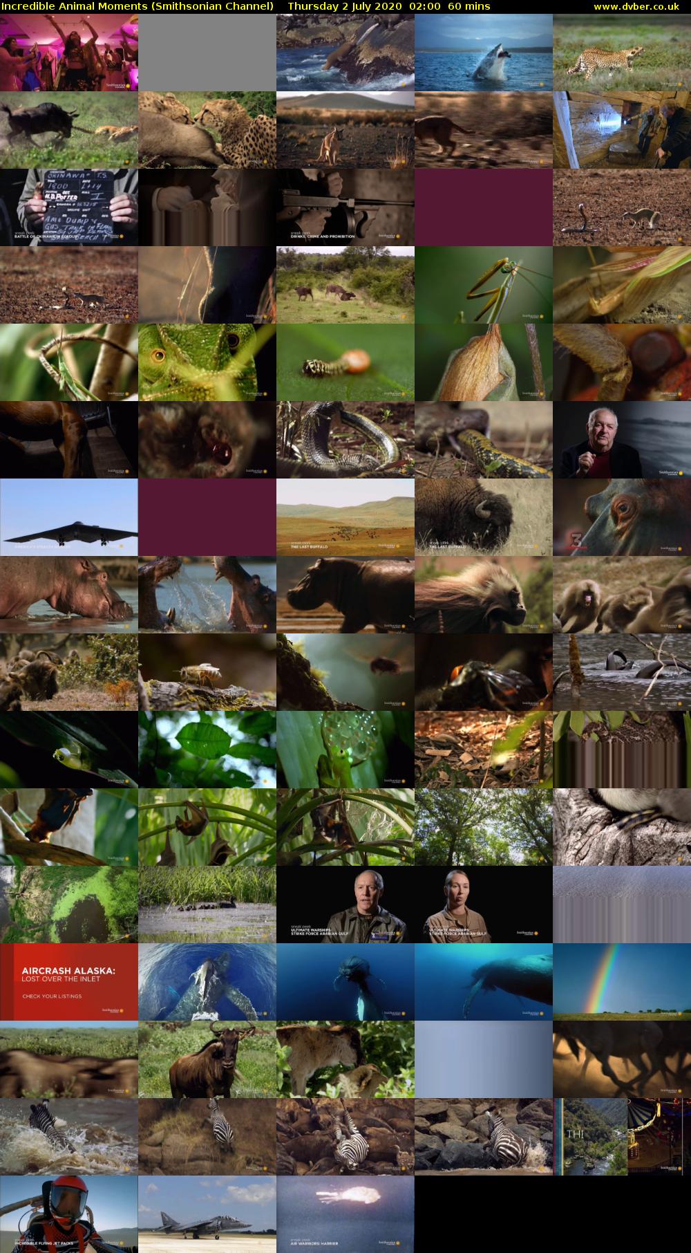 Incredible Animal Moments (Smithsonian Channel) Thursday 2 July 2020 02:00 - 03:00