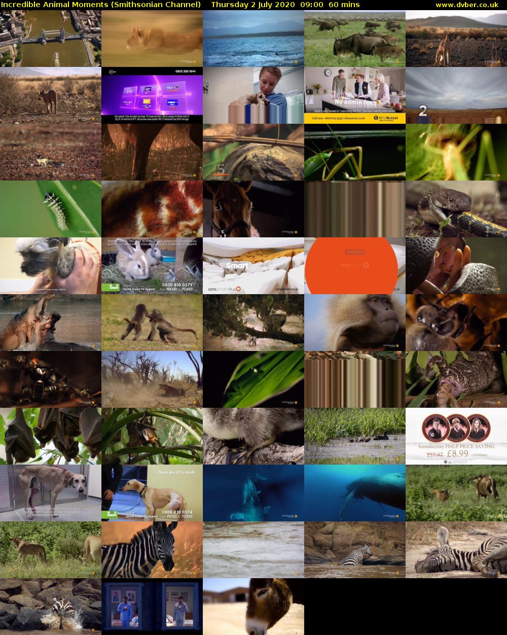 Incredible Animal Moments (Smithsonian Channel) Thursday 2 July 2020 09:00 - 10:00