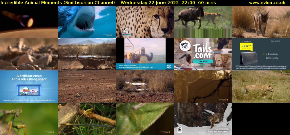 Incredible Animal Moments (Smithsonian Channel) Wednesday 22 June 2022 22:00 - 23:00