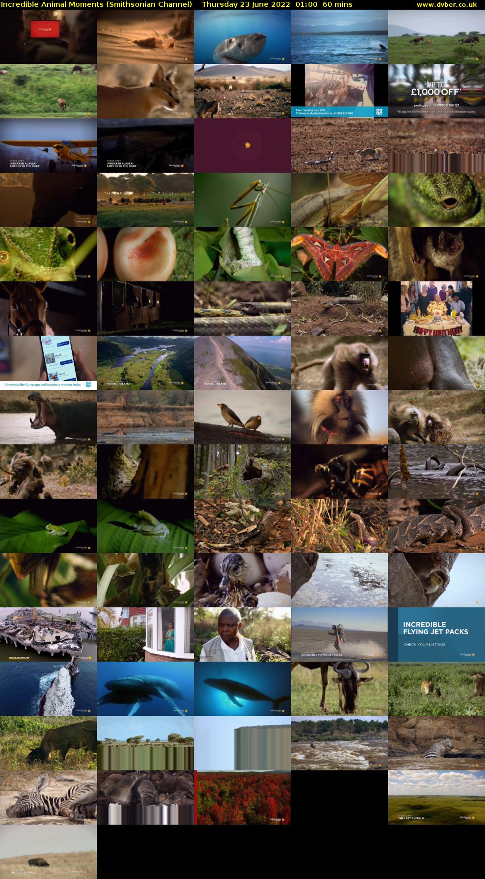 Incredible Animal Moments (Smithsonian Channel) Thursday 23 June 2022 01:00 - 02:00