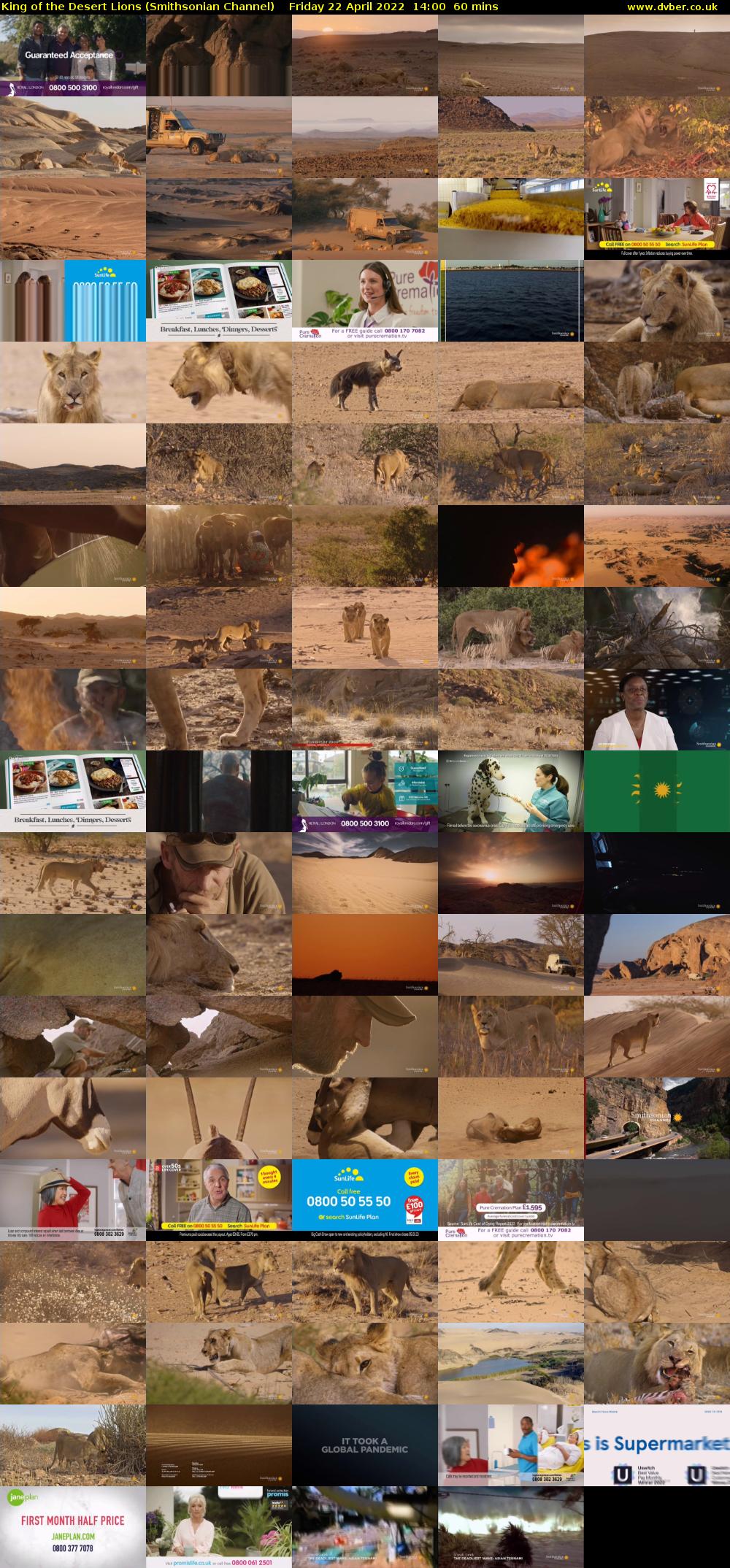 King of the Desert Lions (Smithsonian Channel) Friday 22 April 2022 14:00 - 15:00